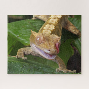 Gecko Legpuzzel