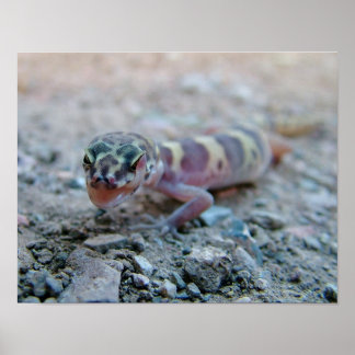 Gecko Licking Eye Poster