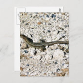 Gecko Lizard Briefkaart (Voorkant / Achterkant)