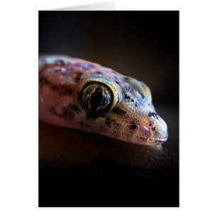 Gecko Lizard méditerranéen
