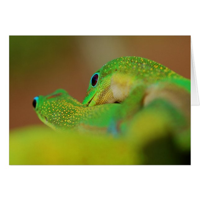 Gecko Love (Devant Horizontal)