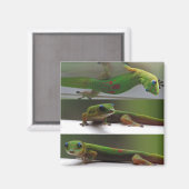 Gecko Magneet (Voorkant / Achterkant)