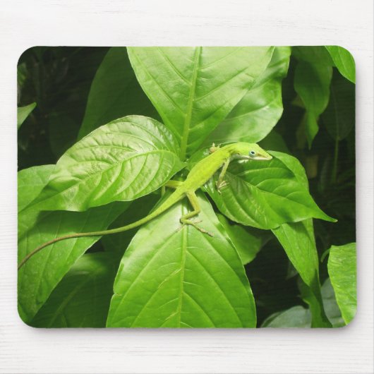 Gecko Muismat (Voorkant)