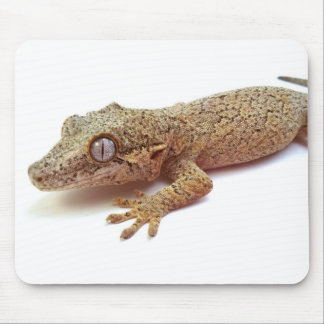 Gecko-muismatje Muismat