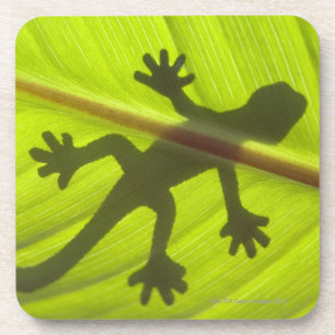 Gecko Onderzetter