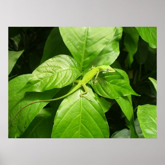Gecko Poster (Voorkant)