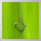 Gecko Print (Voorkant)