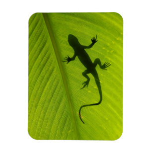 Gecko Silhouette Magneet
