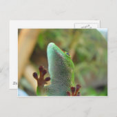 Gecko - voor liefhebbers van luiers! briefkaart (Voorkant / Achterkant)