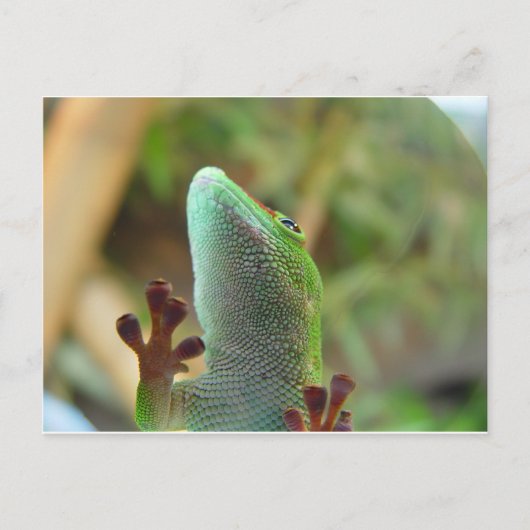 Gecko - voor liefhebbers van luiers! briefkaart (Voorkant)