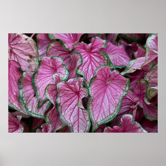 Geclusterd Roze Caladium Leaves Poster (Voorkant)