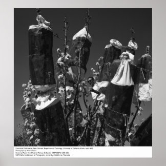 Gecontroleerde Pollinization, Pear Orchard, UCD, 1 Poster