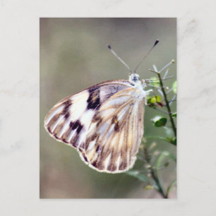 Gecontroleerde witte vlinder Foto Briefkaart