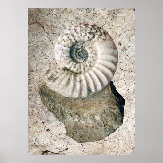GECRACKEERDE NAUTILUS SHELL POSTER (Voorkant)