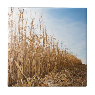 Gedeeltelijk geoogste Corn-veld Tegeltje