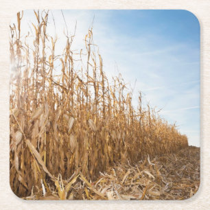 Gedeeltelijk geoogste Corn-veld Vierkante Kartonnen Onderzetter