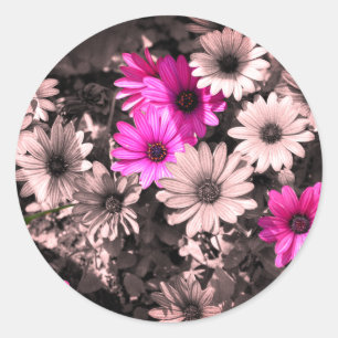 Gedeeltelijke kleur van Afrikaanse Daisies Ronde Sticker