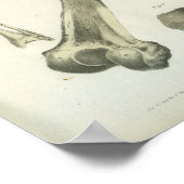 Gedekte Botten-anatomiekunst Poster (Hoek)