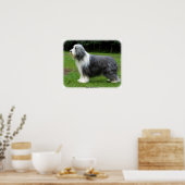 Gedekte collie 8R002D-16 Poster (Keuken)