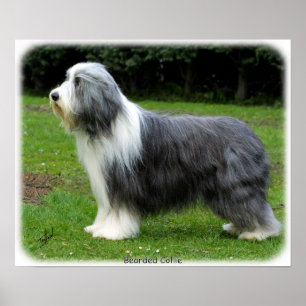 Gedekte collie 8R002D-16 Poster