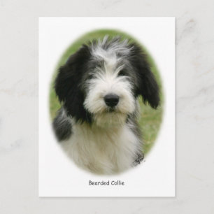 Gedekte collie 9Y049D-018 Briefkaart