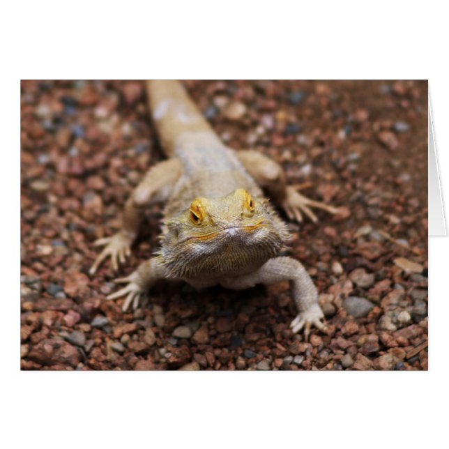 Gedekte draak (Voorkant Horizontaal)