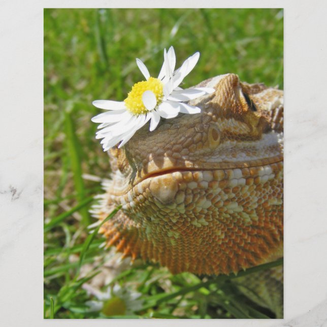 Gedekte draak (Voorkant)