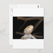 Gedekte draak 2 briefkaart (Voorkant / Achterkant)