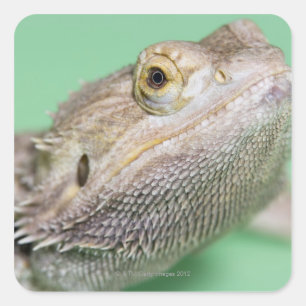Gedekte draak 2 vierkante sticker