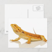 Gedekte draak briefkaart (Voorkant / Achterkant)