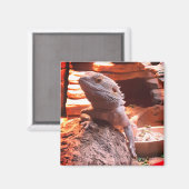 Gedekte draak magneet (Voorkant / Achterkant)