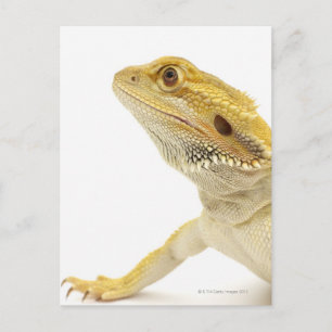 Gedekte draak (Pogona Vitticeps) Briefkaart