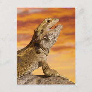 Gedekte draak (Pogona Vitticeps) op de steen Briefkaart