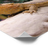 Gedekte draak poster (Hoek)