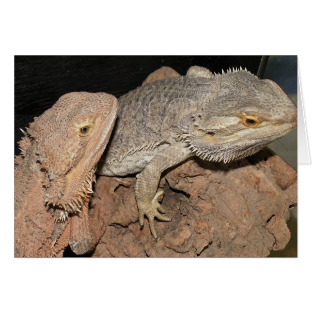 Gedekte Dragons (Voorkant Horizontaal)