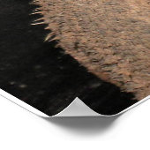 Gedekte Dragons Poster (Hoek)