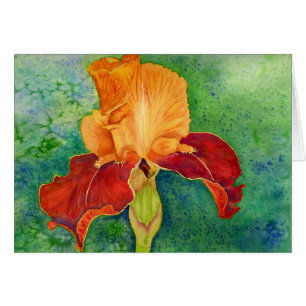 Gedekte iris