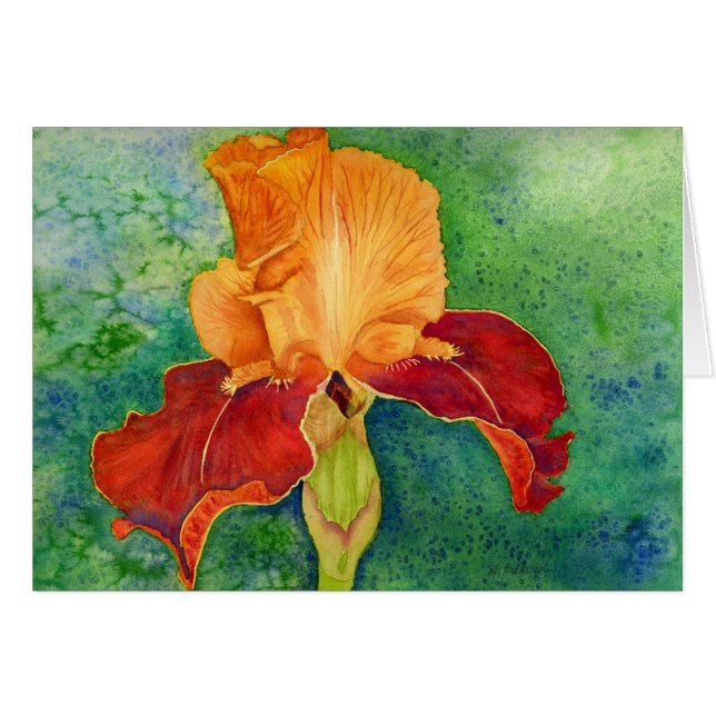 Gedekte iris (Voorkant Horizontaal)