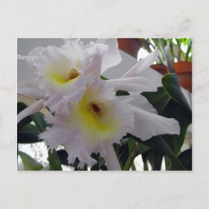 Gedekte Iris Briefkaart