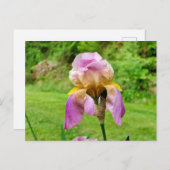 Gedekte Iris Briefkaart (Voorkant / Achterkant)