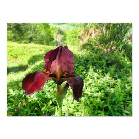 Gedekte Iris Foto Afdruk (Voorkant)