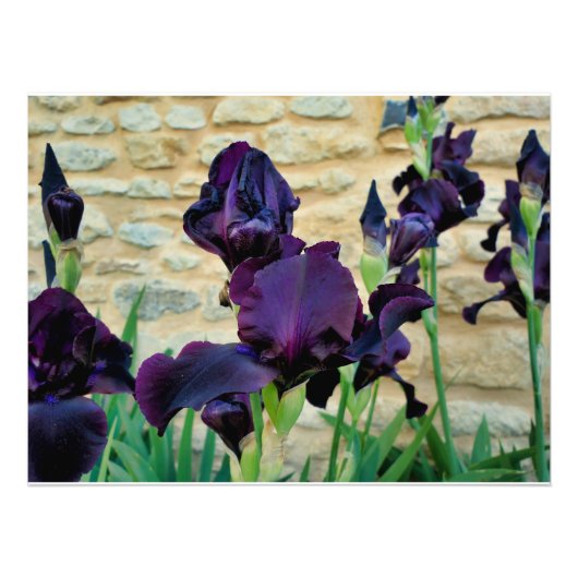 Gedekte Iris Foto Afdruk (Voorkant)