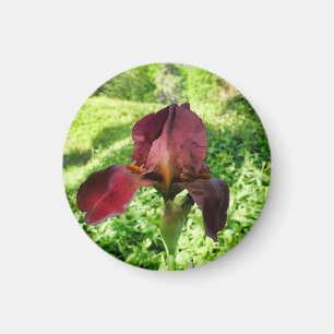 Gedekte Iris Magneet