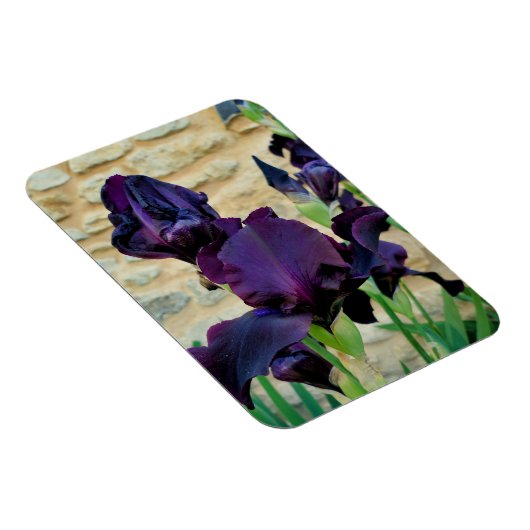 Gedekte Iris Magneet (Rechterzijde)