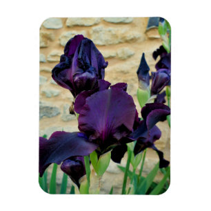 Gedekte Iris Magneet