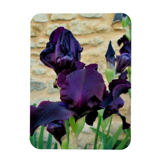Gedekte Iris Magneet (Verticaal)