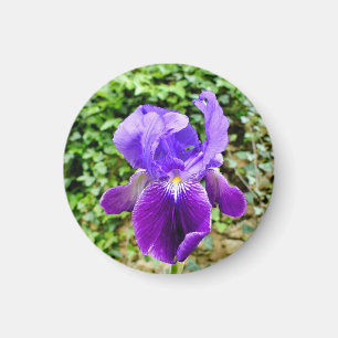 Gedekte Iris Magneet