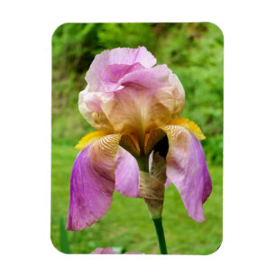 Gedekte Iris Magneet