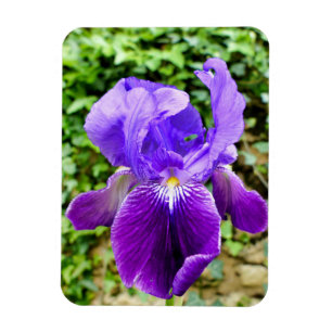 Gedekte Iris Magneet