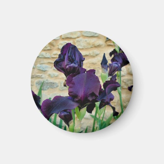 Gedekte Iris Magneet (Voorkant)